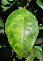 Um dos sintomas do Greening é o mosqueado amarelado nas folhas, também sendo recorrente o enfezamento da planta, clorose, deformação de frutos e abortamento d