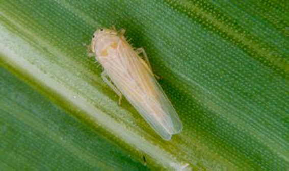 A cigarrinha-do-milho Dalbulus maidis, é um inseto de coloração amarelo-pálido que se alimenta da seiva das plantas e é um vetor que transmite doenças do Complexo de Enfezamento do milho. O adulto alcança um tamanho de 3 a 5 milímetros e vive entre 50 a 70 dias após a eclosão dos ovos. Uma única fêmea pode depositar até 120 ovos. (Fonte: OLIVEIRA, C. M. - Embrapa Cerrados)