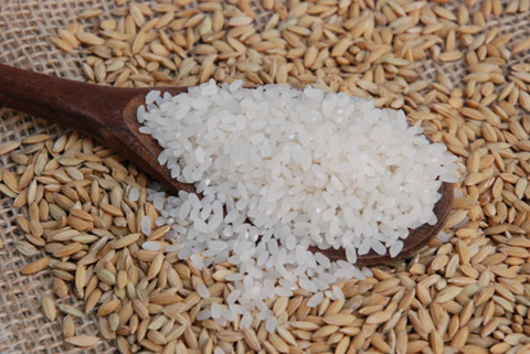 As pesquisas sobre a cultura do arroz mostram que a deficiência de potássio é capaz de proporcionar a redução do tamanho dos grãos e a deficiência em nitrogênio pode gerar um maior enrijecimento dos grãos. (Fonte: Embrapa Arroz e Feijão)