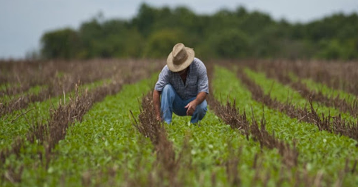 Descubra as vantagens do uso da ulexita como fonte de boro na agricultura - Descubra as vantagens do uso da ulexita como fonte de boro na agricultura.