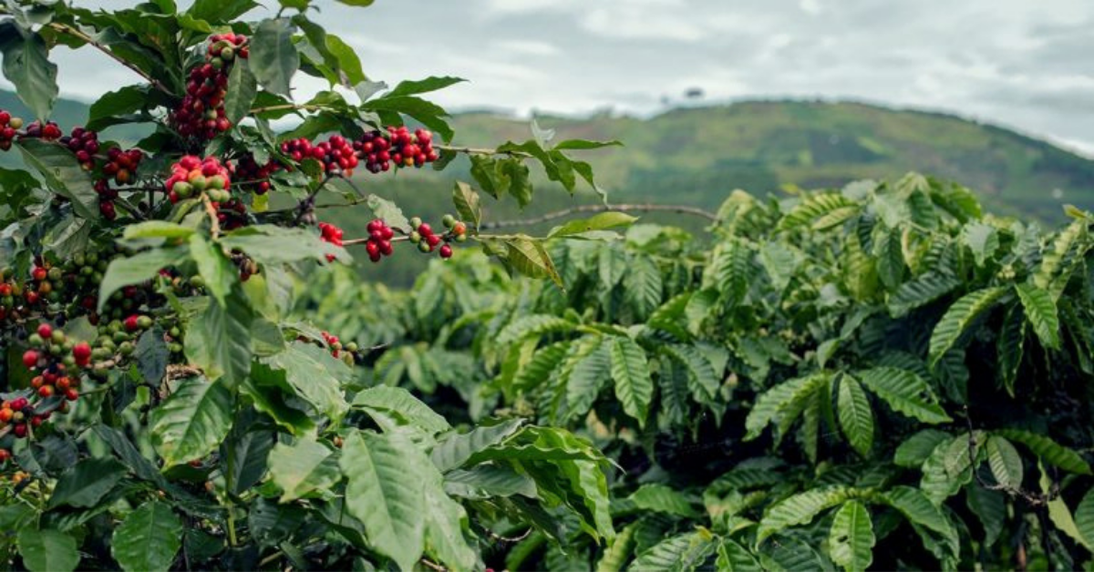 Novas maneiras de desenvolver produtos é a chave para uma agricultura mais sustentável - Novas maneiras de desenvolver produtos e a chave para uma agricultura mais sustentavel