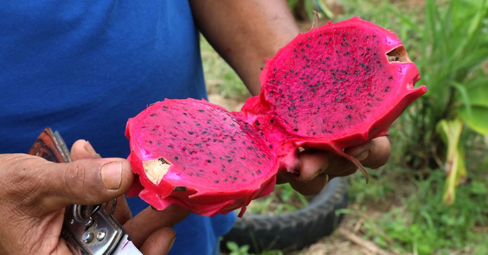 O potencial da pitaia na agricultura brasileira - O potencial da pitaia na agricultura brasileira