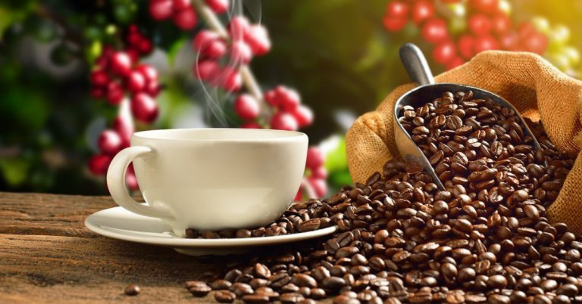 Saiba mais sobre a polifenoloxidase, enzima que está ligada à qualidade do café