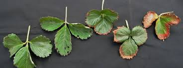 Estresse abiótico em plantas - Agrotécnico