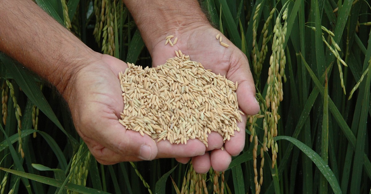 Entenda como a brusone afeta a produção de arroz e a segurança alimentar