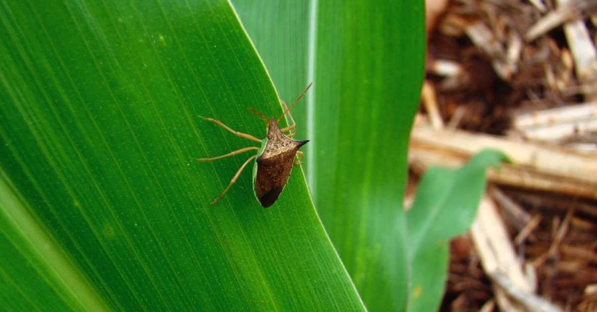 O controle do Percevejo Barriga Verde no sistema soja-milho é um desafio que exige estratégia
