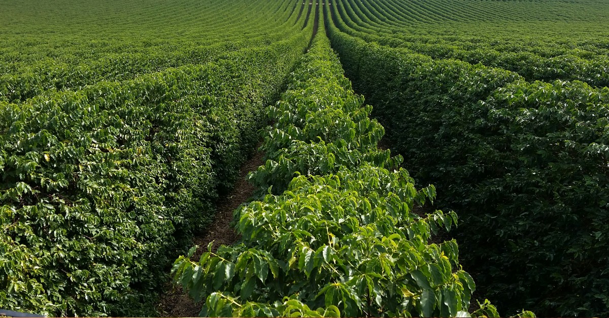 Cafeicultor de Monte Carmelo-MG fala sobre os benefícios do K Forte®