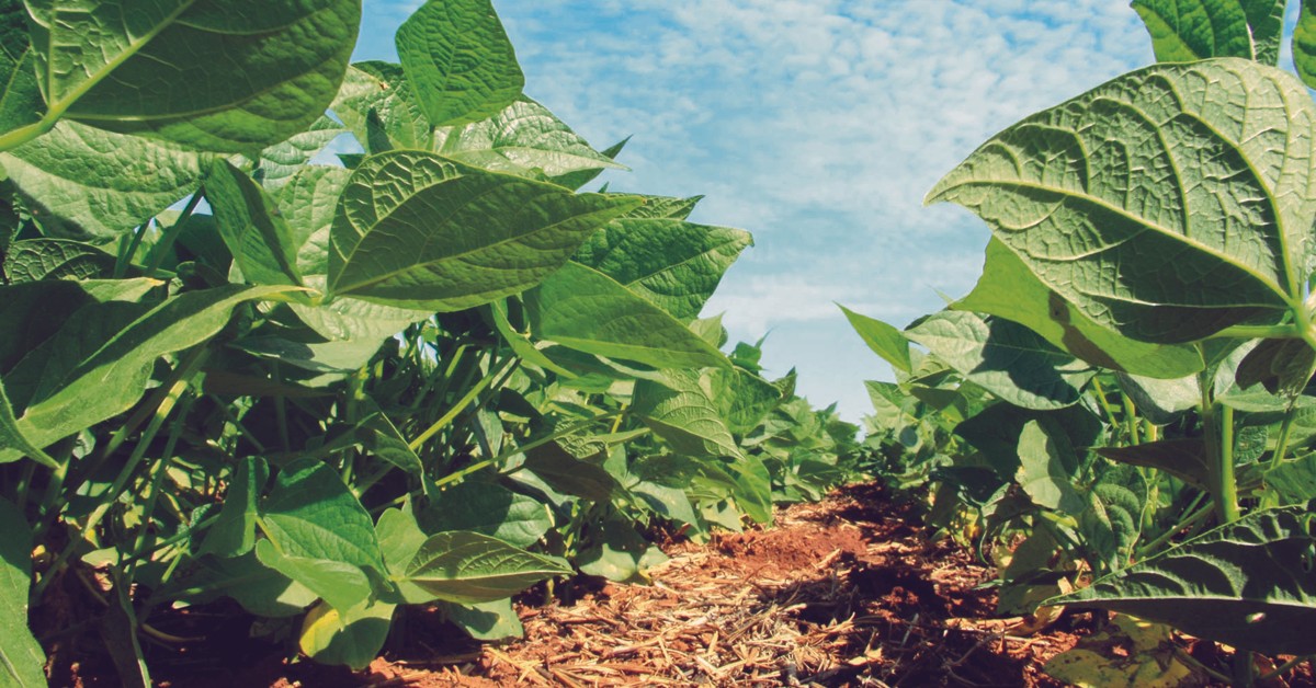 Produtor de soja de Chapada Gaúcha-MG conta como melhorou a produtividade com o K Forte®