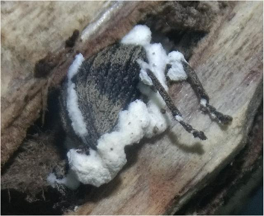 Atuação Do Fungo Entomopatogênico Beauveria Bassiana Sobre A Broca Da Haste Da Mandioca (Sternocoelus Sp.). (Fonte: Lima, A. L. - Embrapa Amapá)