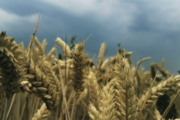Fertilizantes Com Compostos Radioativos, Como Urânio E Tório, Fazem Mal Para A Agricultura E São Um Ponto De Preocupação