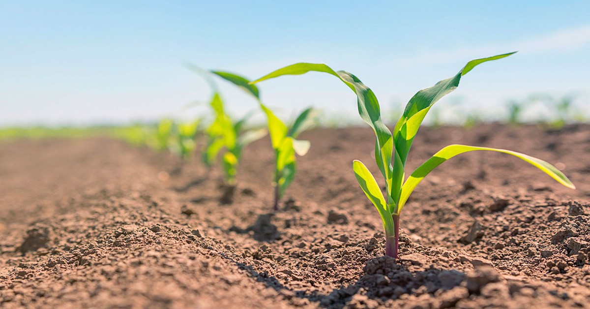 Porque o desempenho do sulfato de potássio na agricultura aponta algumas limitações desse fertilizante