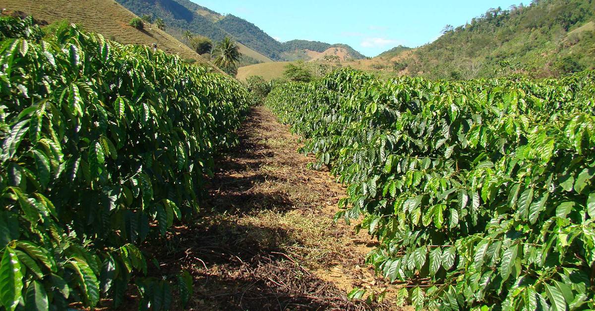 Cafeicultor de Itamogi-MG conta como transformou seu café em café especial com o K Forte®