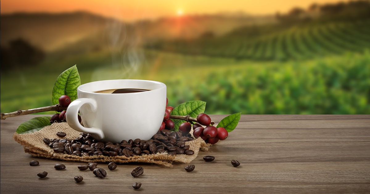 Um café de boa qualidade começa no campo