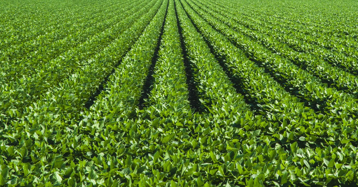 As limitações do ácido bórico na agricultura