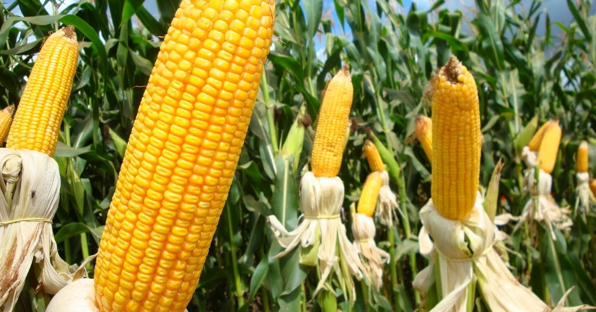 Agricultor de Pires do Rio - GO fala como melhorou a microbiota do solo e a produtividade e com o K Forte®