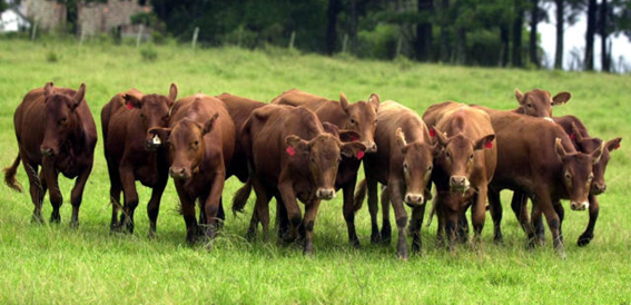A duração de um ciclo completo dos bovinos vem se reduzindo por conta da diminuição na média da idade de abate, que agora dura em média cerca de 5 a 6 anos.