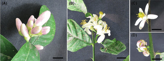 Flores de Citrus × limão (L.) Osbeck . (A) botões florais (B e C) inflorescências (D) flores anormais.
