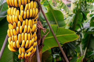 Impactos Da Adubação Potássica E Da Conservação Pós-Colheita Na Produtividade Da Banana