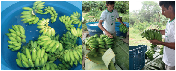 Os Procedimentos De Colheita E Pós-Colheita São Importantes Para Manter A Qualidade Da Banana