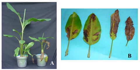 Visão Geral Dos Sintomas De Deficiência De Potássio Na Bananeira (A) E Visão Mais Detalhada Das Folhas (B)