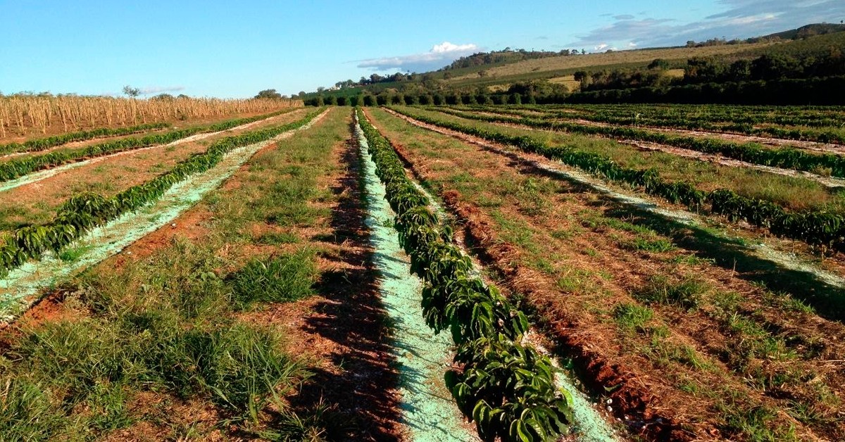 Adubação de Plantio e Formação do Cafeeiro Conilon » Portal