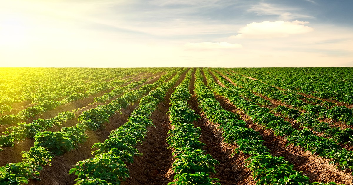 Consultor agrícola relata os benefícios do uso do K Forte® em substituição ao Cloreto de Potássio