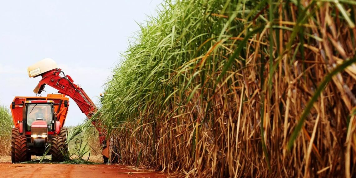Conheça cinco benefícios do uso do silício como fertilizante