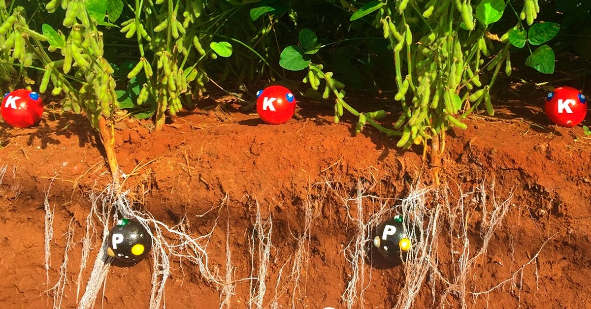 Os 7 erros mais comuns na adubação potássica