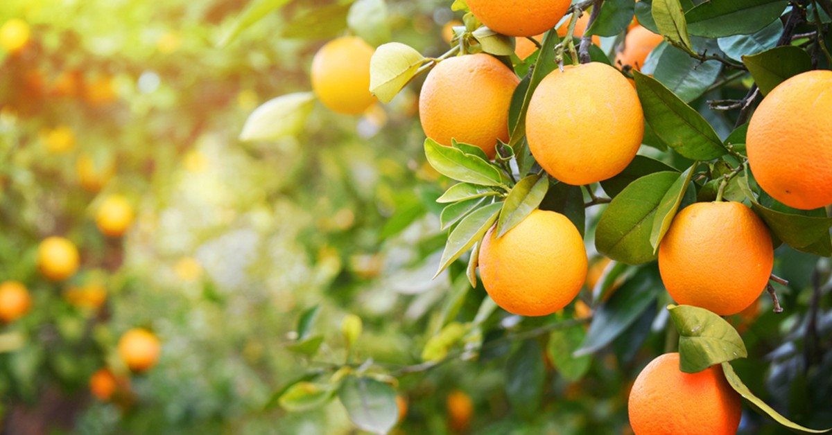 Citricultor de Guaraci-SP conta como o uso do K Forte® melhorou a qualidade dos frutos