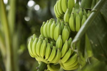 A Produção Sustentável De Bananas Na Prática