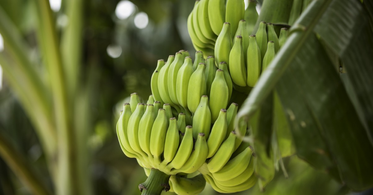 A produção sustentável de bananas na prática