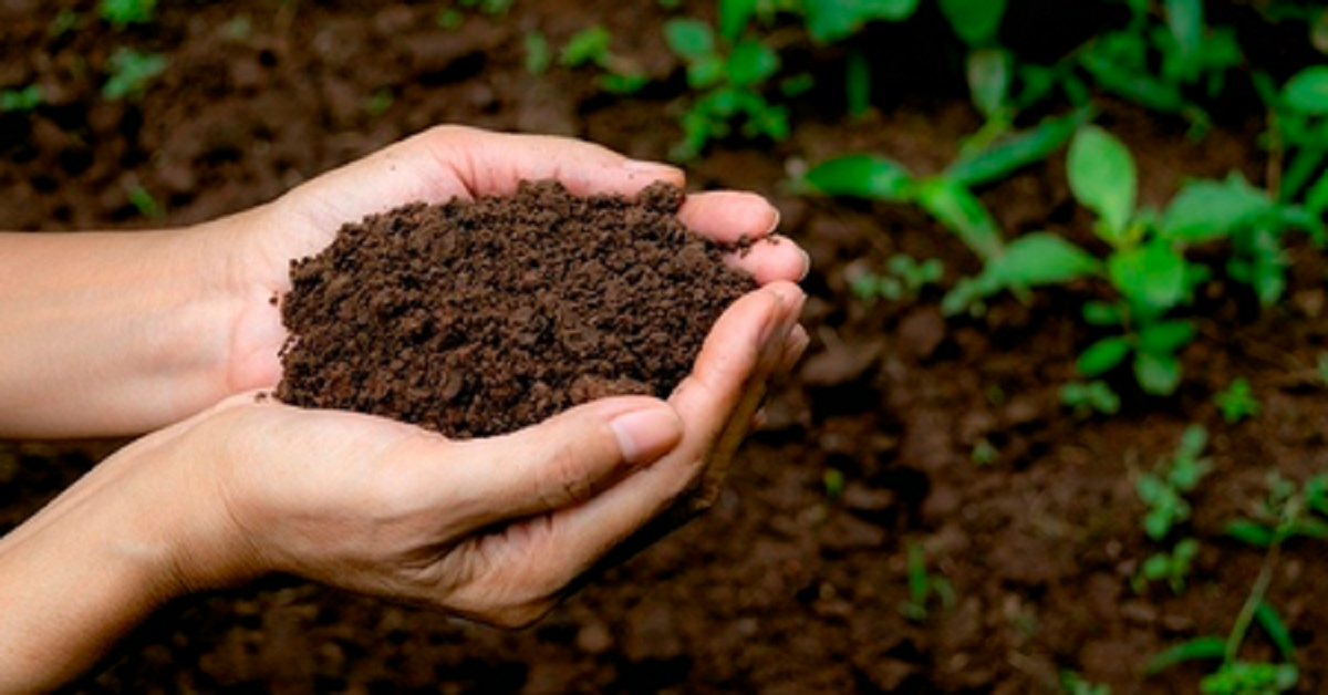 Como o avanço das pesquisas sobre os microrganismos identificou uma nova ferramenta agrícola