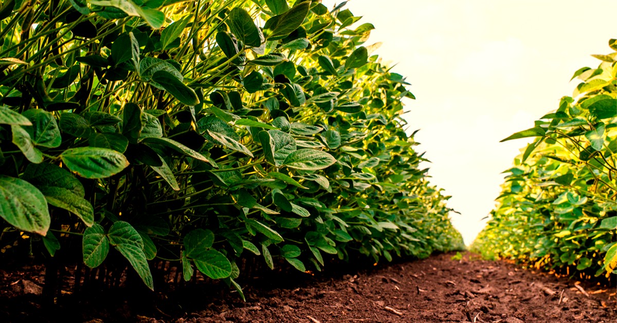 Construção e manutenção da fertilidade do solo em sistemas de produção de grãos