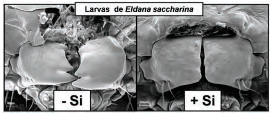 Mandíbulas De Lagartas De Eldana Saccharina (Broca Da Cana-De-Açúcar) Alimentadas Com Plantas Tratadas (Direita) E Não Tratadas (Esquerda) Com Silício. 
