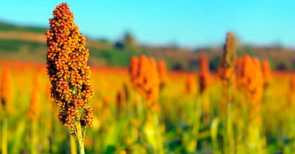Especialista com 35 anos de experiência no agronegócio fala sobre os benefícios do uso do K Forte®