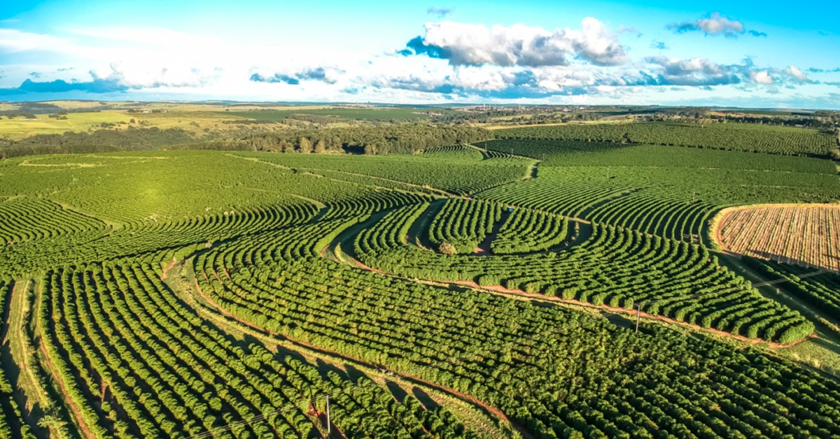 Cafeicultor de Matipó - MG fala como o K Forte® tem sido importante na produção sustentável da lavoura