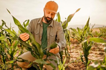 Cinco Fatos Sobre O Uso Do Sulfato De Potássio Na Agricultura