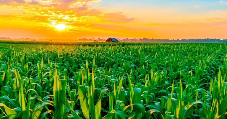 Sete Benefícios Do Uso De Fertilizantes Potássicos