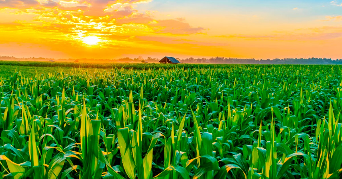 Sete benefícios do uso de fertilizantes potássicos