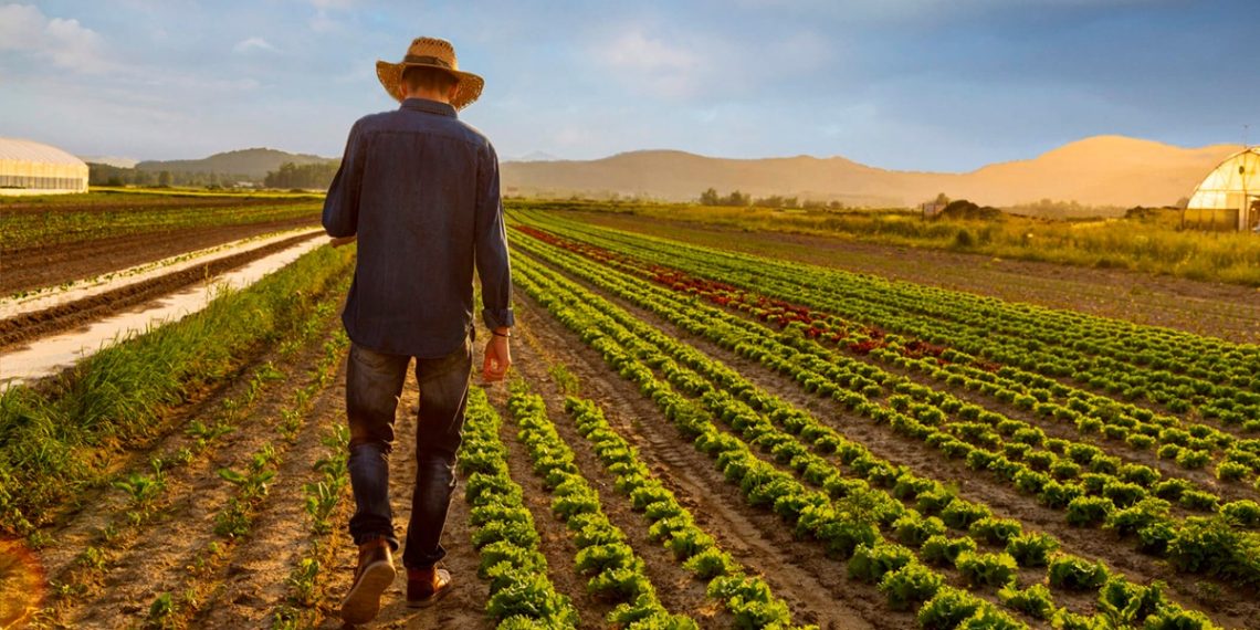 Veja os preços do Cloreto de Potássio e outros fertilizantes usados na agricultura brasileira