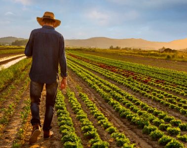 Veja os preços do Cloreto de Potássio e outros fertilizantes usados na agricultura brasileira