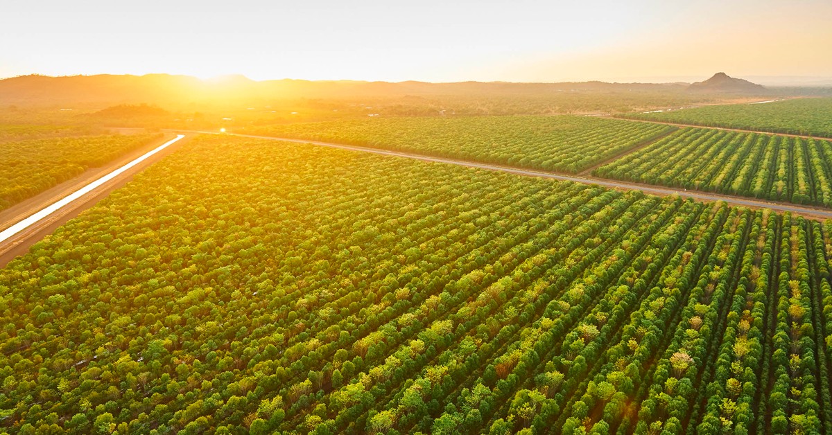 Conheça as 3 principais fontes de potássio para as plantas