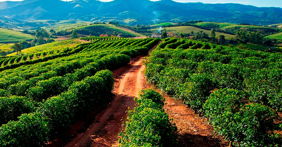 Cafeicultor de Itamogi - MG indica o K Forte®, fonte potássica brasileira mais econômica que o potássio importado