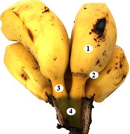 Buquê De Banana Da Cultivar Brs Pioneira, Com Indicação Do Pedicelo 
