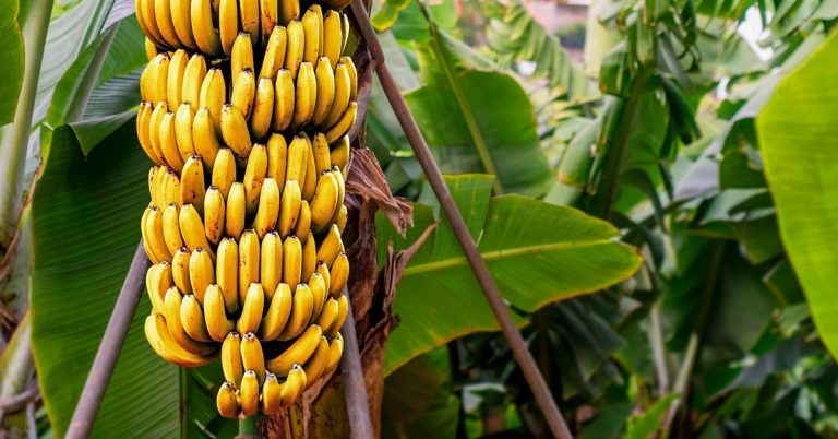 Conheça Os Principais Os Sintomas Da Deficiência De Potássio Na Banana - Conheca Os Principais Os Sintomas Da Deficiencia De Potassio Na Banana
