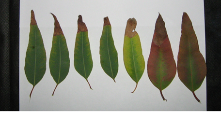 Evolução dos sintomas de deficiência de potássio nas folhas de eucalipto.