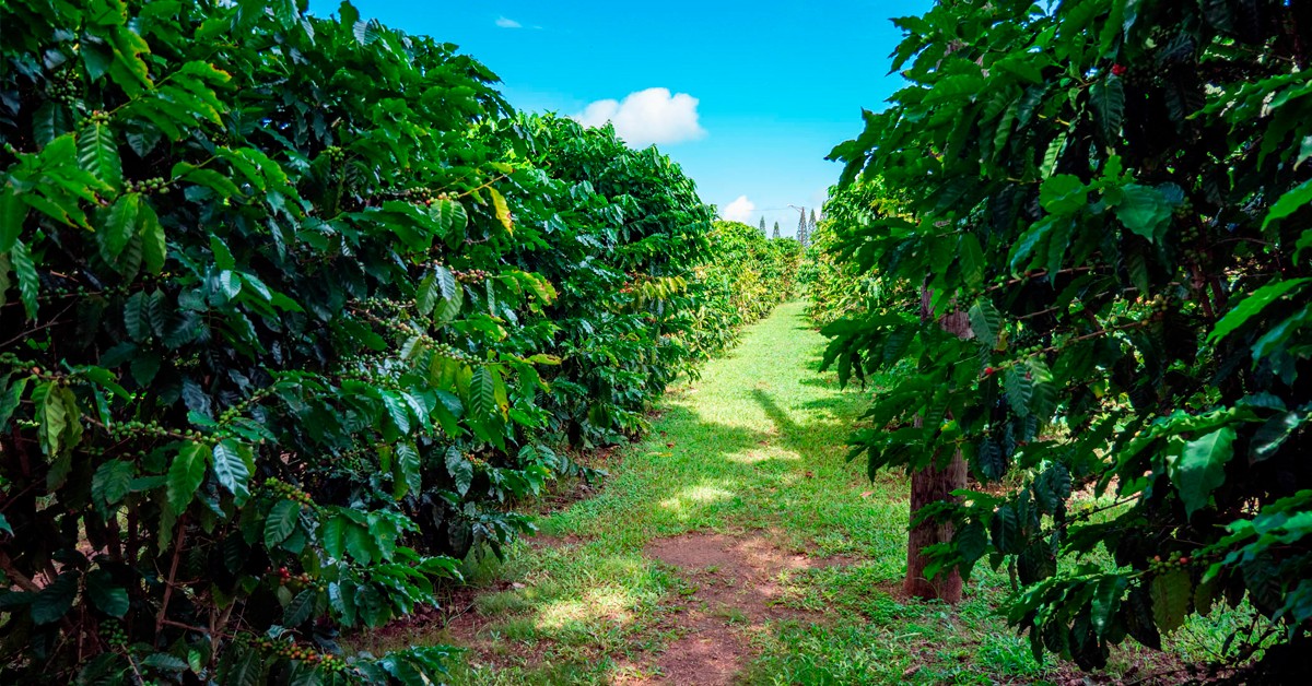 Engenheiro Agrônomo de Cristais Paulista - SP conta como o K Forte® melhorou os resultados da lavoura de café