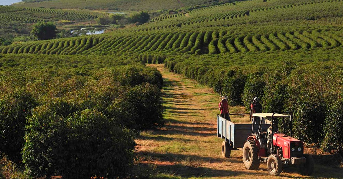 Cafeicultor de Machado – MG indica fonte de potássio que melhorou a qualidade da bebida do café