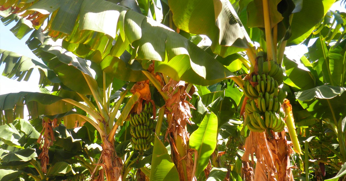 Agricultor de Uberlândia – MG conta como o K Forte® ajudou a aumentar a rentabilidade da lavoura