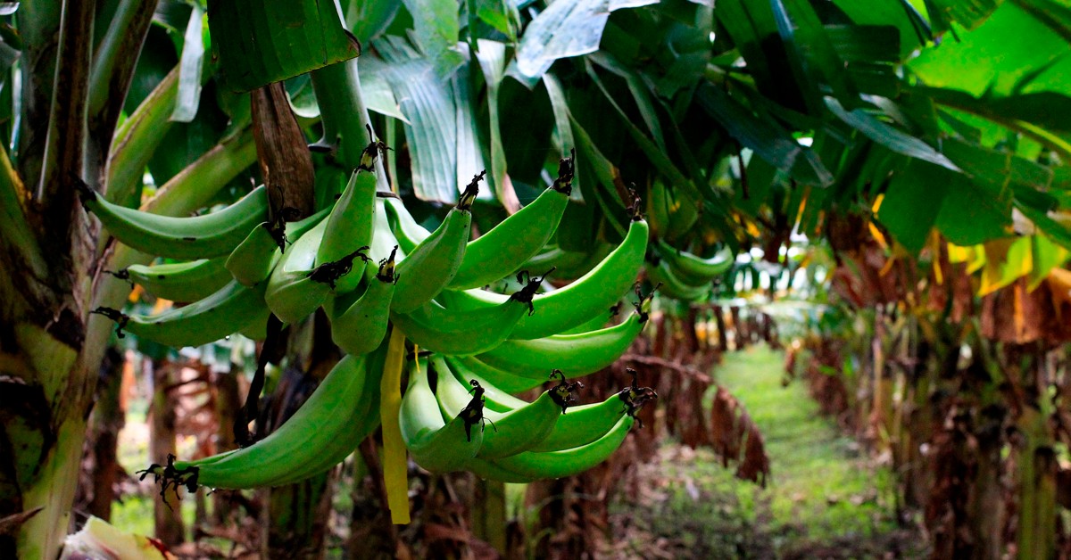 Bananicultor de Uberlândia - MG se surpreende com os resultados do K Forte® na lavoura